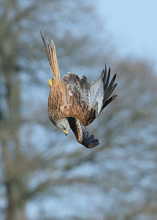 Red Kite Milvus milvus