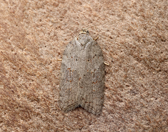 49.069 BF1041 Acleris sparsana