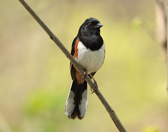 Eastern Towhee Pipilo erythrophthalmus