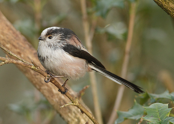 Long-tailed Tit Aegithalos caudatus