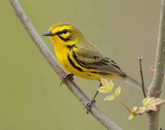 Prairie Warbler Setophaga discolor