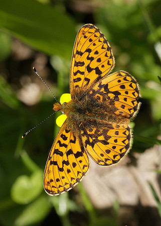 Pearl-Bordered Fritillary Boloria euphrosyne
