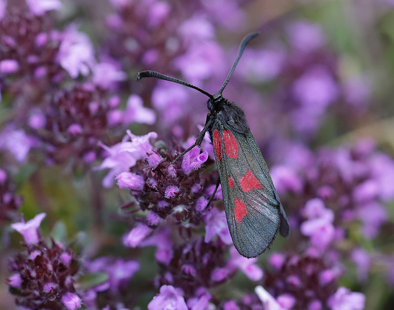54.007 BF168 New Forest Burnet Zygaena viciae