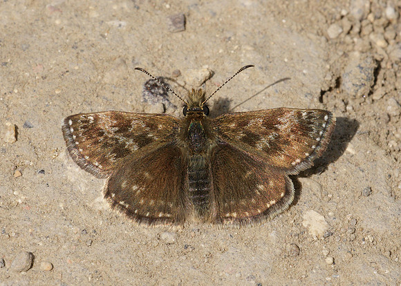 Dingy Skipper Erynnis tages