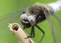 Scarce Chaser Libellula fulva
