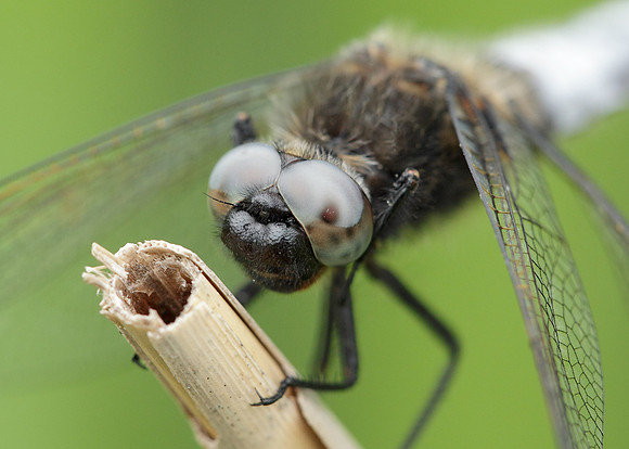 Scarce Chaser Libellula fulva