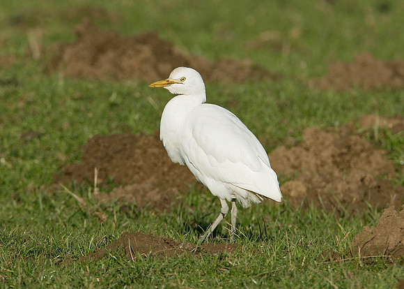 Cattle Egret Bubulcus ibis