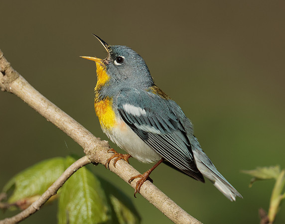 Northern Parula