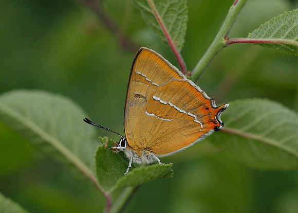 Brown Hairstreak Thecla betulae