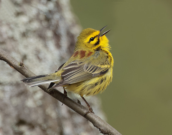 Prairie Warbler Setophaga discolor