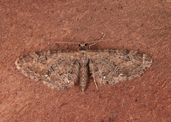 70.183 BF1834 Common Pug Eupithecia vulgata