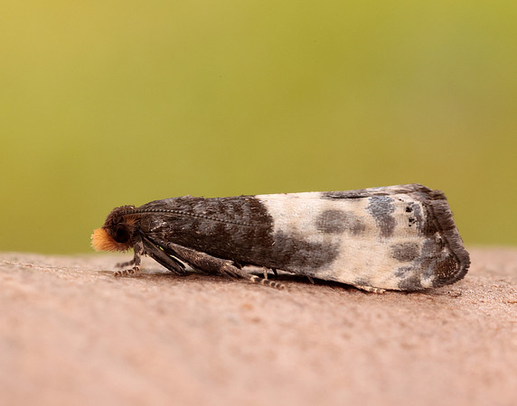49.292 BF1174 Notocelia cynosbatella
