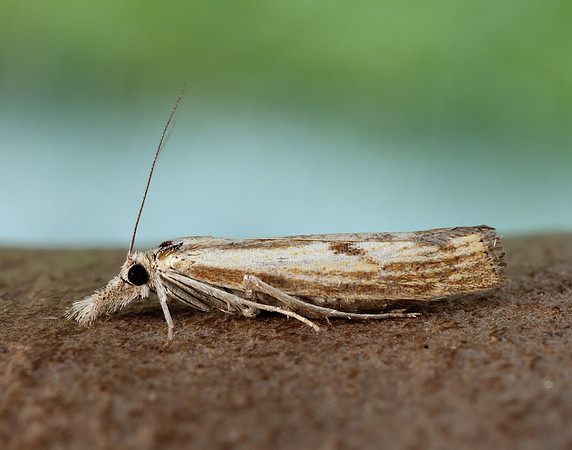 63.090 BF1306 Agriphila inquinatella