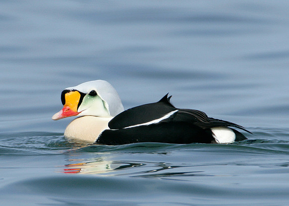 King Eider Somateria spectabilis
