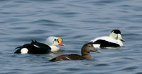 King Eider Girvan, Ayrshire April 2008