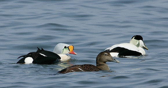 King Eider Somateria spectabilis