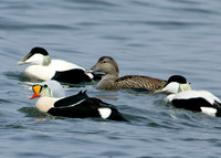 King Eider Somateria spectabilis