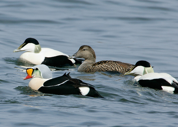 King Eider Somateria spectabilis