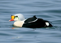 King Eider Somateria spectabilis