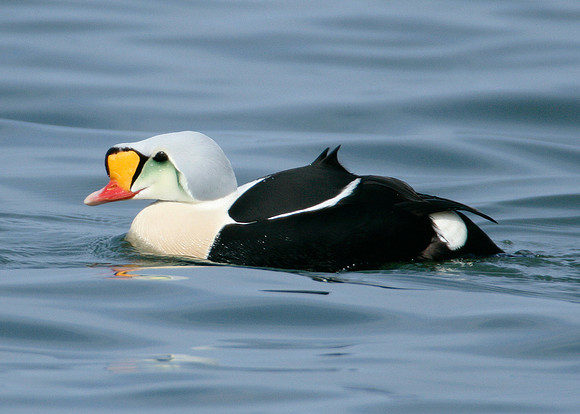 King Eider Somateria spectabilis