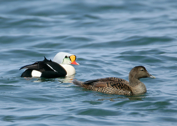 King Eider Somateria spectabilis