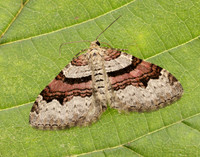 70.053 BF1722 Flame Carpet Xanthorhoe designata