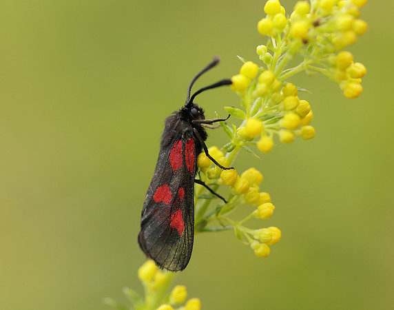 54.007 BF168 New Forest Burnet Zygaena viciae