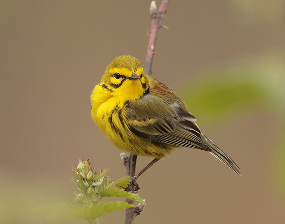 Prairie Warbler Setophaga discolor