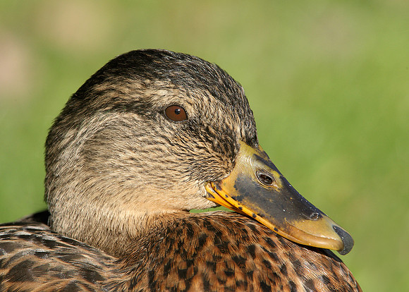 Mallard Anas platyrhynchos