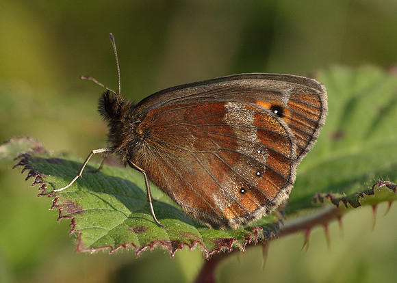 Scotch Argus Erebia aethiops