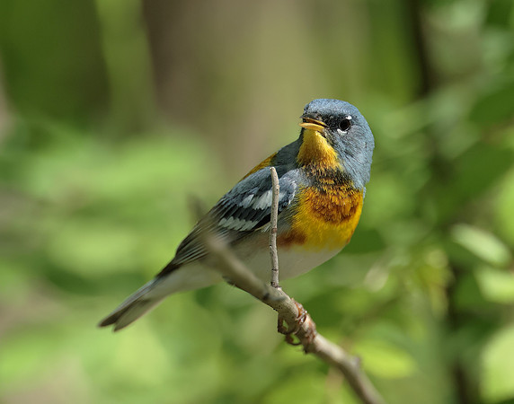 Northern Parula