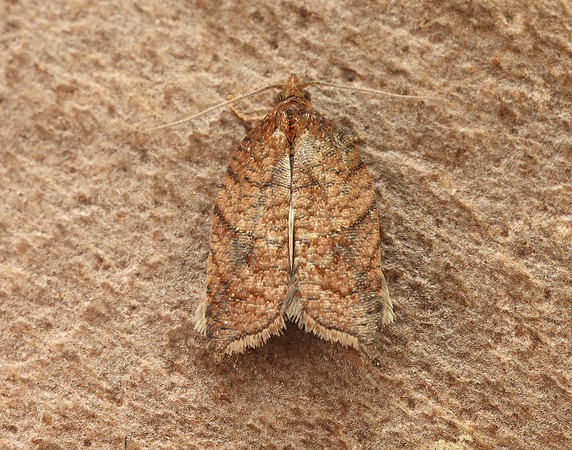 49.079 BF1046 Acleris shepherdana