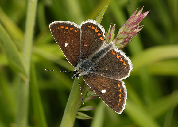 Northern Brown Argus Aricia artaxerxes artaxerxes