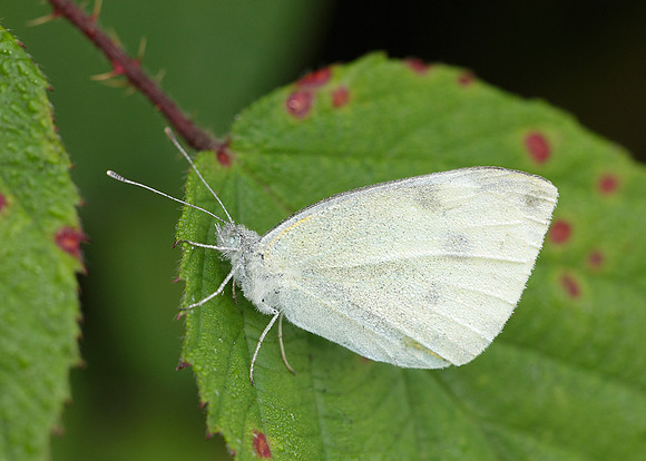 Small White Pieris rapae