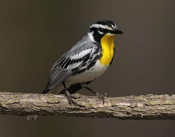 Yellow-throated Warbler  Setophaga dominica