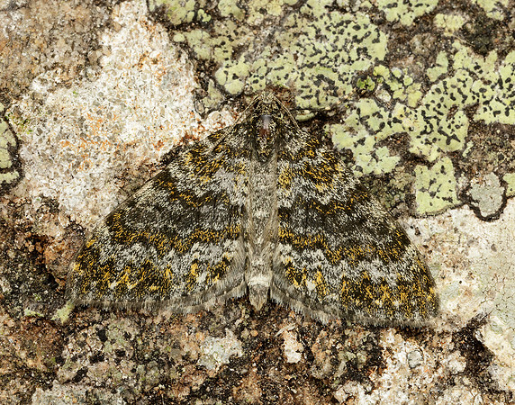 70.071 BF1743 Yellow-ringed Carpet Entephria flavicinctata