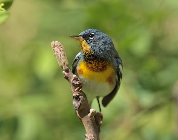 Northern Parula