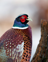 Pheasant Phasianus colchicus