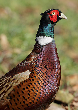 Pheasant Phasianus colchicus