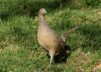 Pheasant Phasianus colchicus