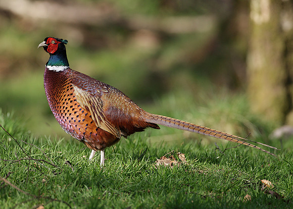 Pheasant Phasianus colchicus