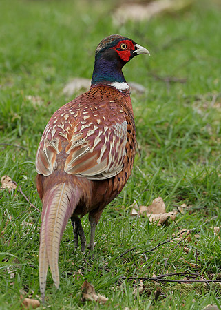 Pheasant Phasianus colchicus
