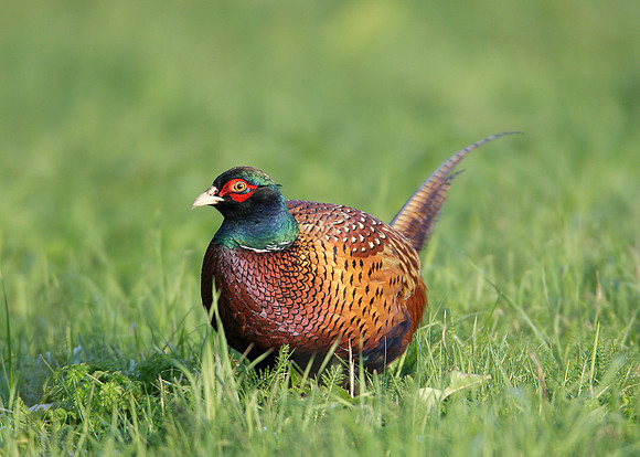 Pheasant Phasianus colchicus
