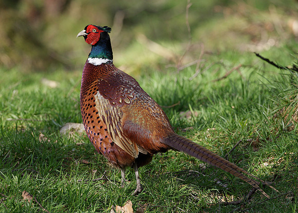 Pheasant Phasianus colchicus