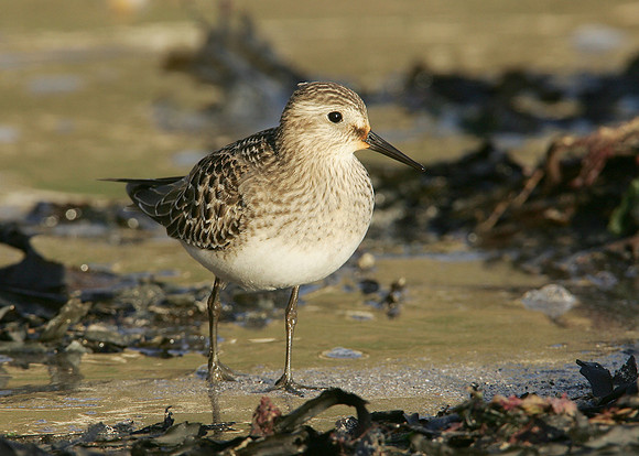 Bairds Sandpiper Calidris bairdii