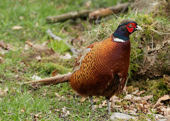 Pheasant Phasianus colchicus