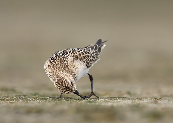 Baird's Sandpiper Calidris bairdii