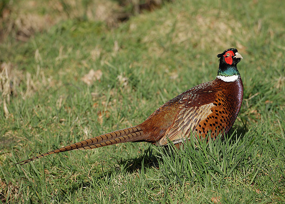 Pheasant Phasianus colchicus