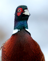 Pheasant Phasianus colchicus