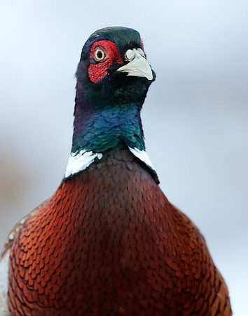Pheasant Phasianus colchicus